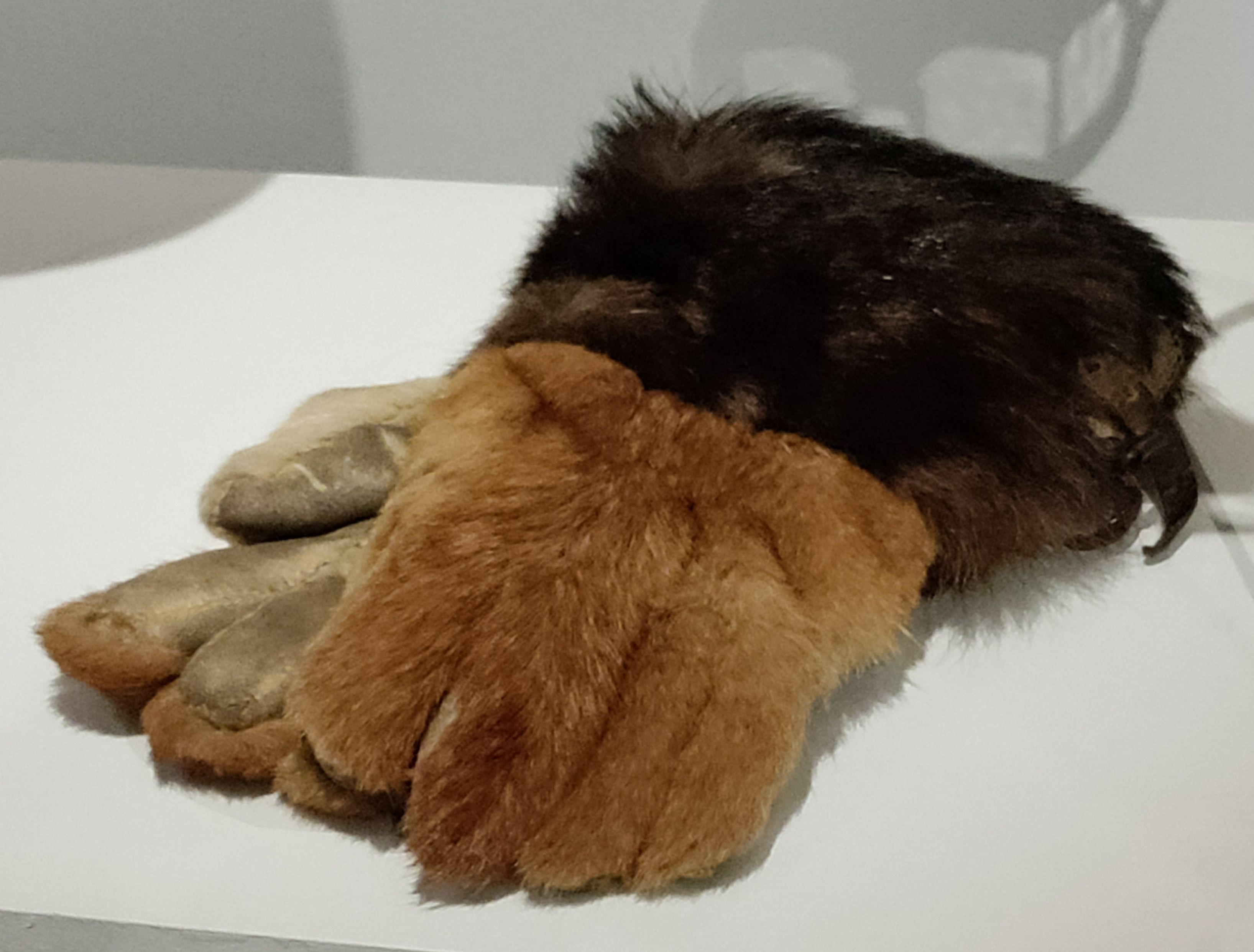 A pair of gloves on exhibit at the Paris Galliera.