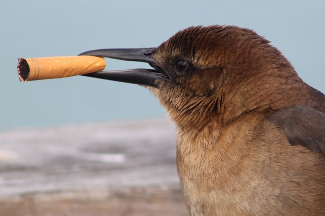 Bird on the beach with a cigarette butt in its beak.