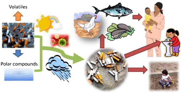 Tobacco litter has negative effects on marine life and affects the food we eat and water we drink.